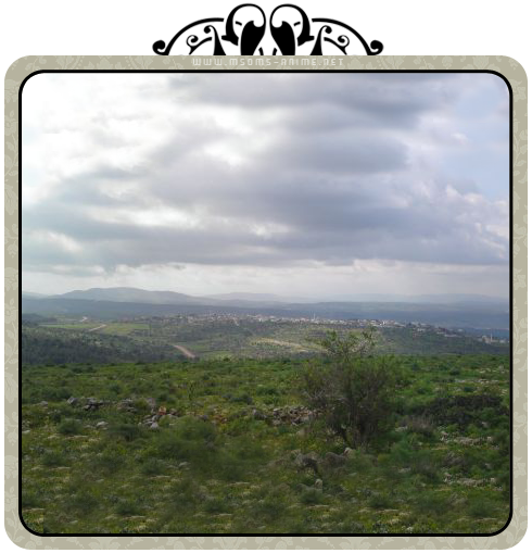 صورة مرفقة